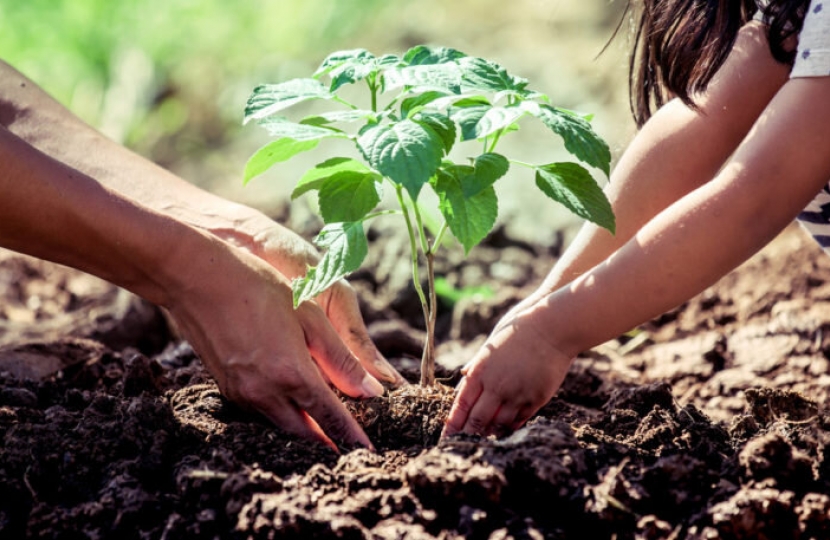 Image from https://www.balancegarden.co.uk/blog/time-to-plant-trees