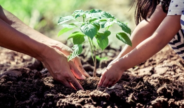 Image from https://www.balancegarden.co.uk/blog/time-to-plant-trees